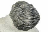 Curled Pedinopariops Trilobite - Mrakib, Morocco #287672-5